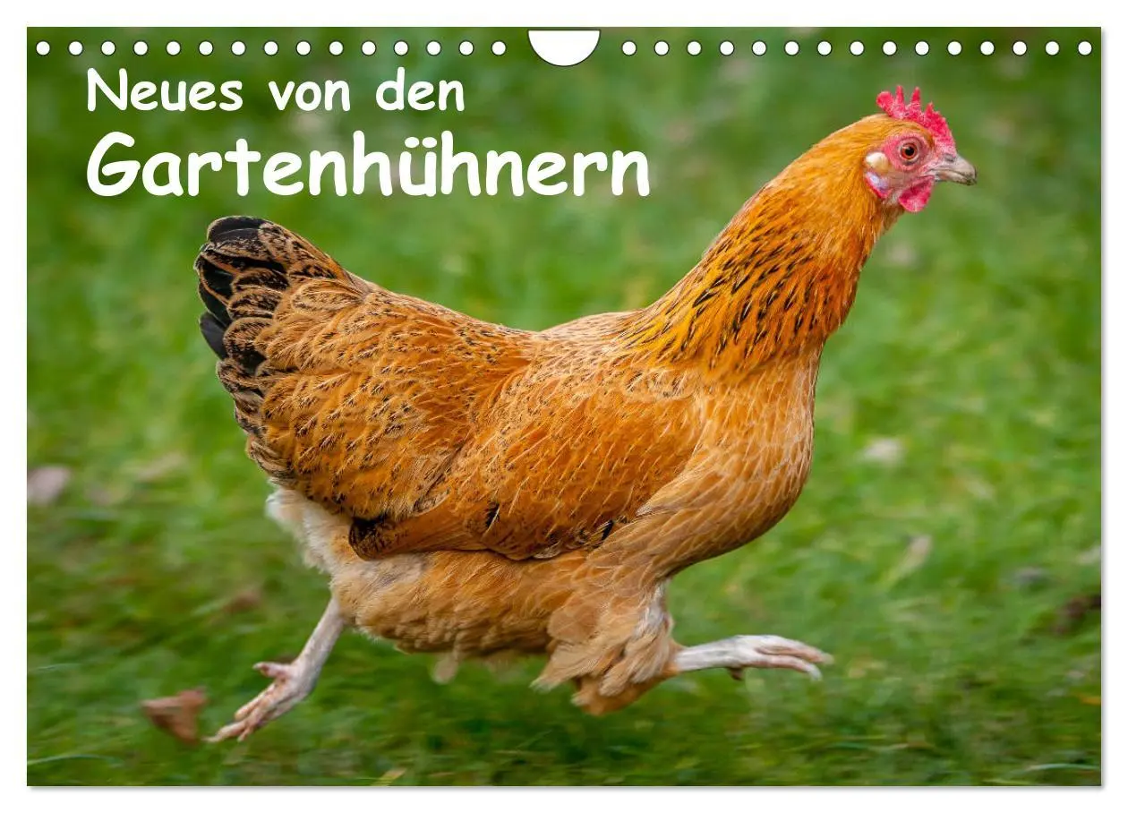 Cover: 9783457905753 | Neues von den Gartenhühnern (Wandkalender 2026 DIN A4 quer),...
