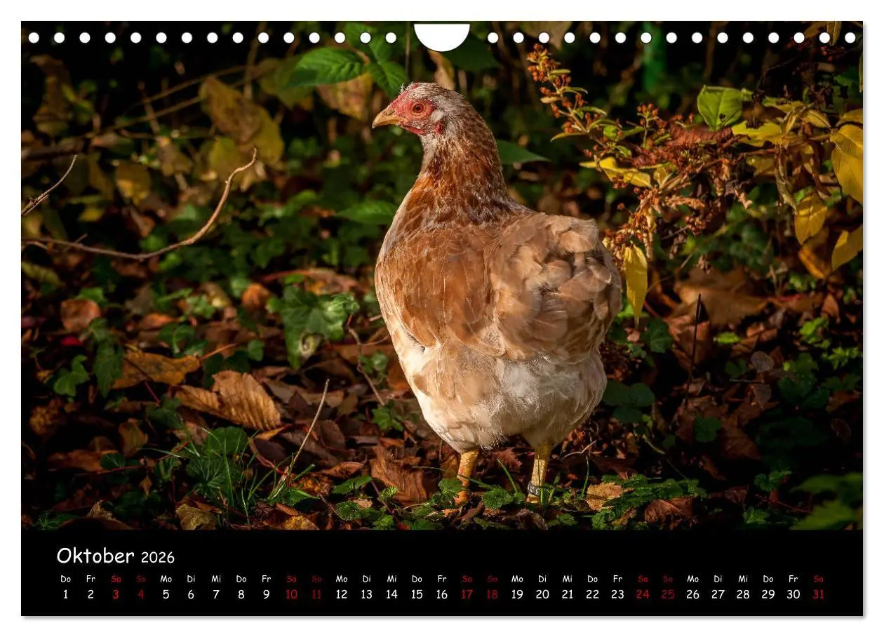 Bild: 9783457905753 | Neues von den Gartenhühnern (Wandkalender 2026 DIN A4 quer),...