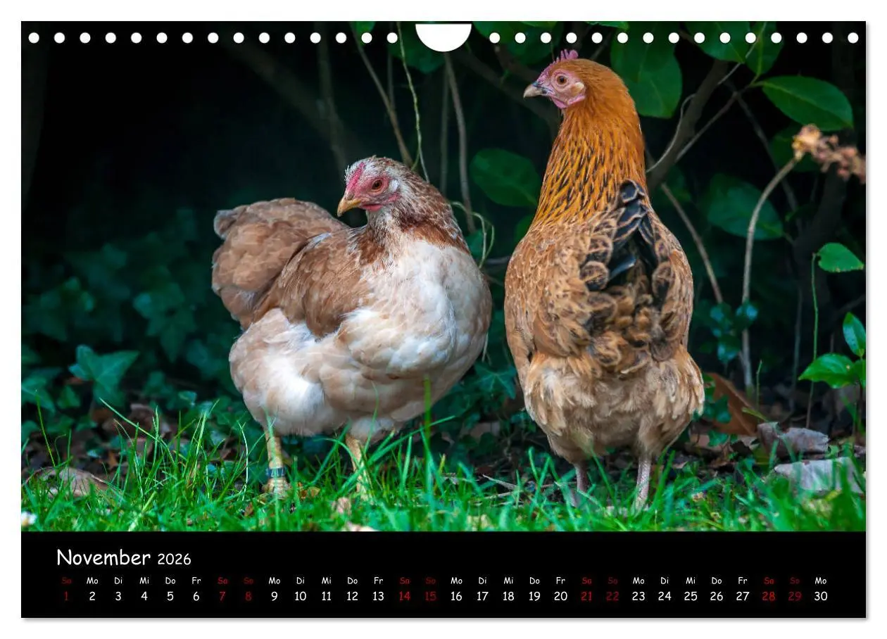 Bild: 9783457905753 | Neues von den Gartenhühnern (Wandkalender 2026 DIN A4 quer),...
