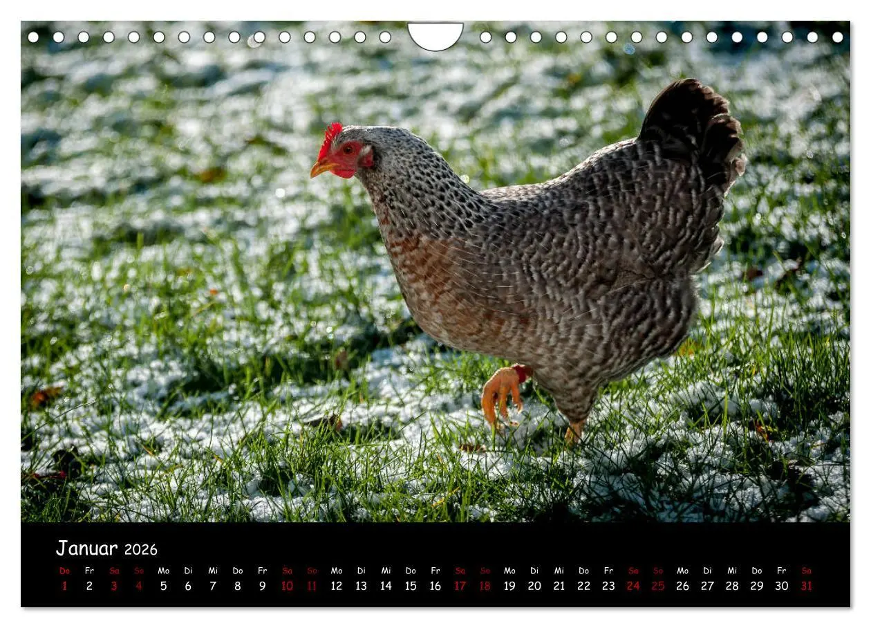 Bild: 9783457905753 | Neues von den Gartenhühnern (Wandkalender 2026 DIN A4 quer),...