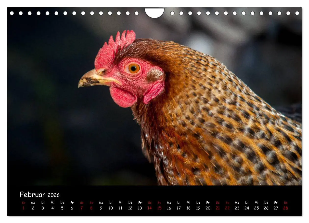 Bild: 9783457905753 | Neues von den Gartenhühnern (Wandkalender 2026 DIN A4 quer),...
