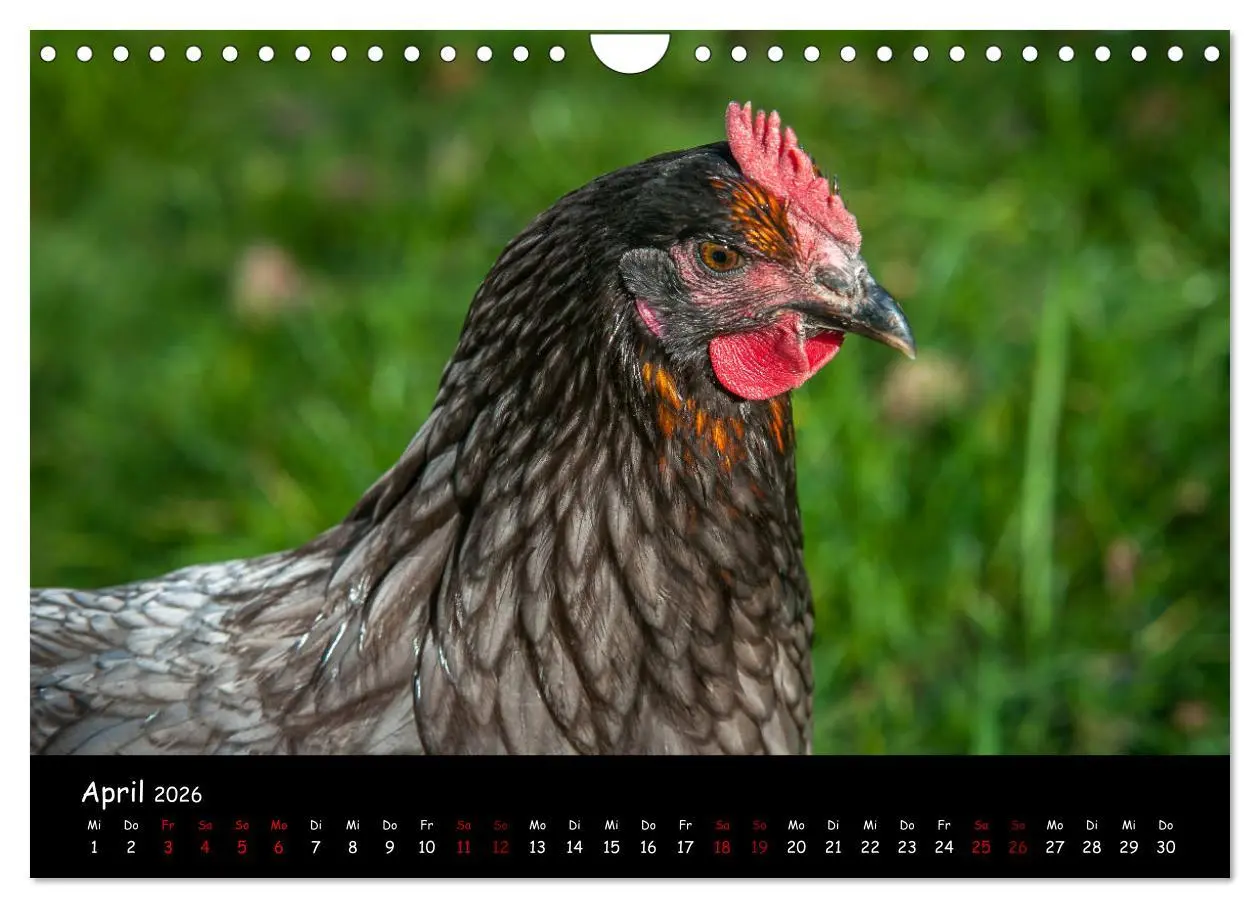 Bild: 9783457905753 | Neues von den Gartenhühnern (Wandkalender 2026 DIN A4 quer),...