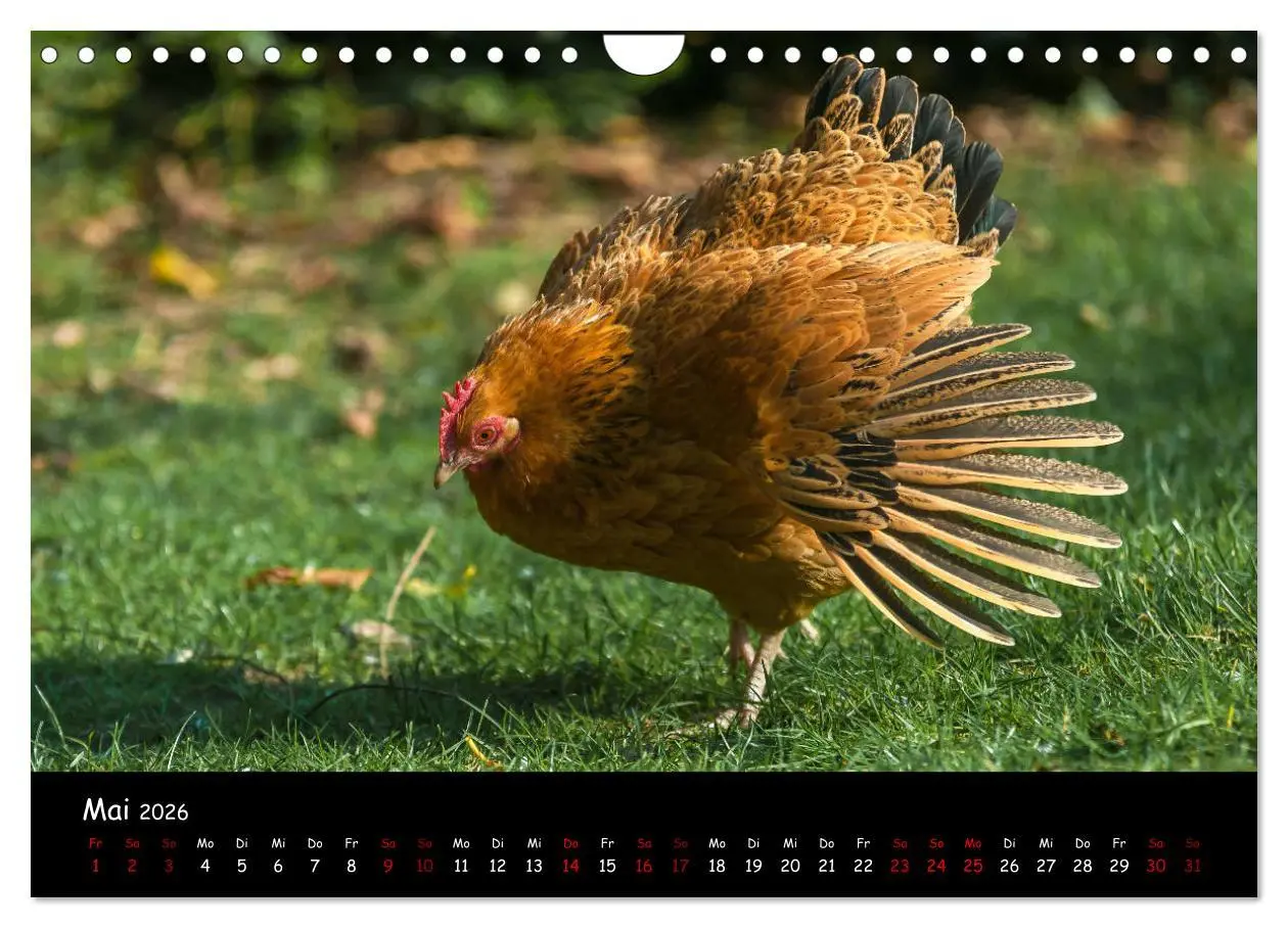 Bild: 9783457905753 | Neues von den Gartenhühnern (Wandkalender 2026 DIN A4 quer),...