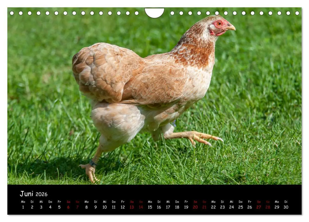 Bild: 9783457905753 | Neues von den Gartenhühnern (Wandkalender 2026 DIN A4 quer),...