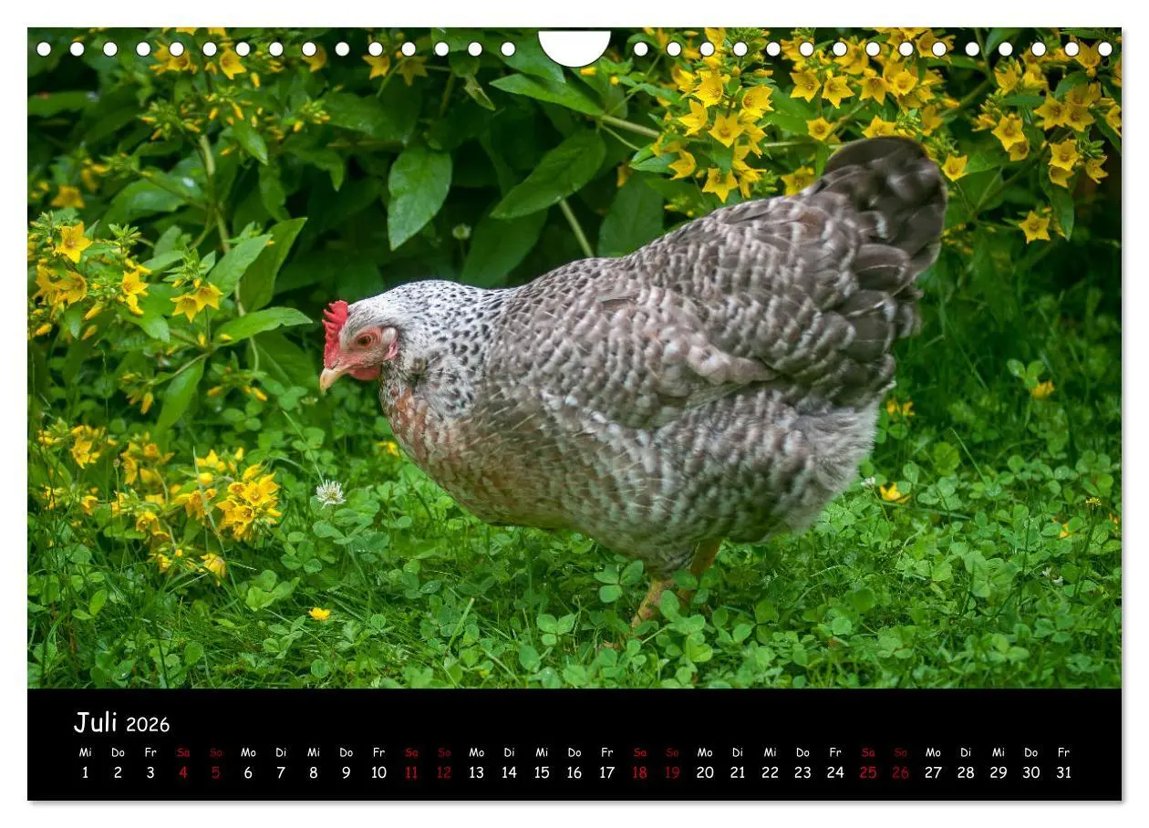 Bild: 9783457905753 | Neues von den Gartenhühnern (Wandkalender 2026 DIN A4 quer),...