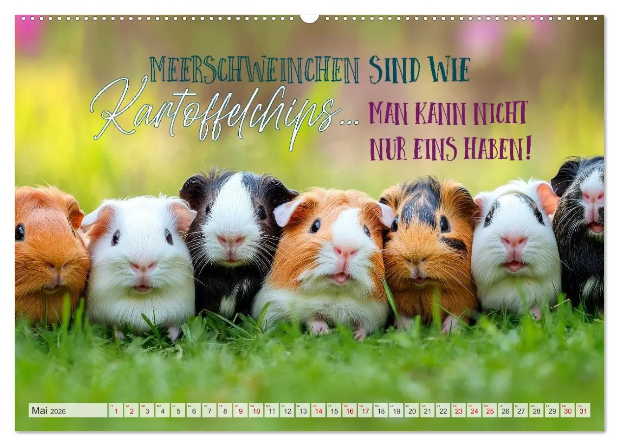 Bild: 9783516235753 | Meerschweinchen LUSTIG DURCHS JAHR (Wandkalender 2026 DIN A2 quer),...