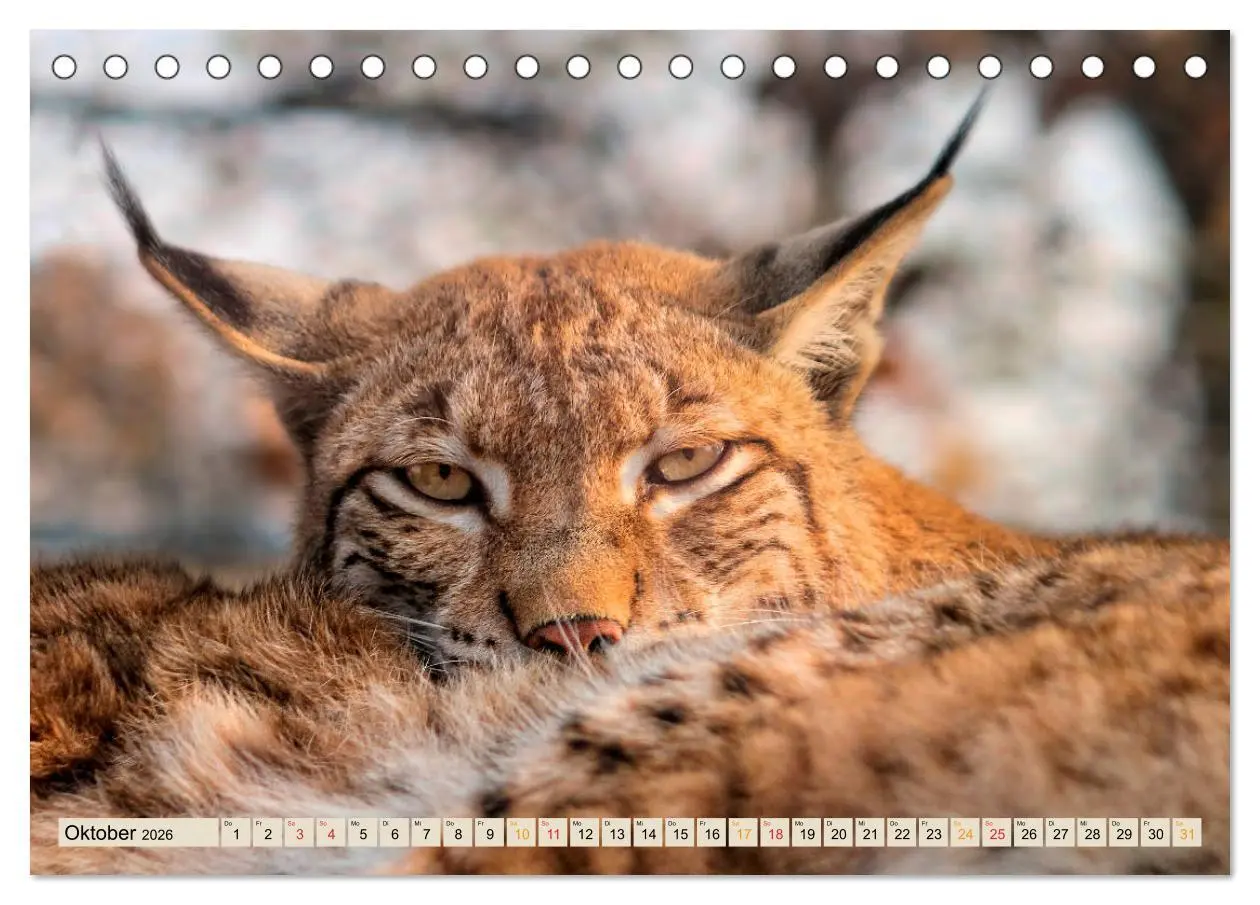 Bild: 9783457685853 | Raubkatze Luchs (Tischkalender 2026 DIN A5 quer), CALVENDO...