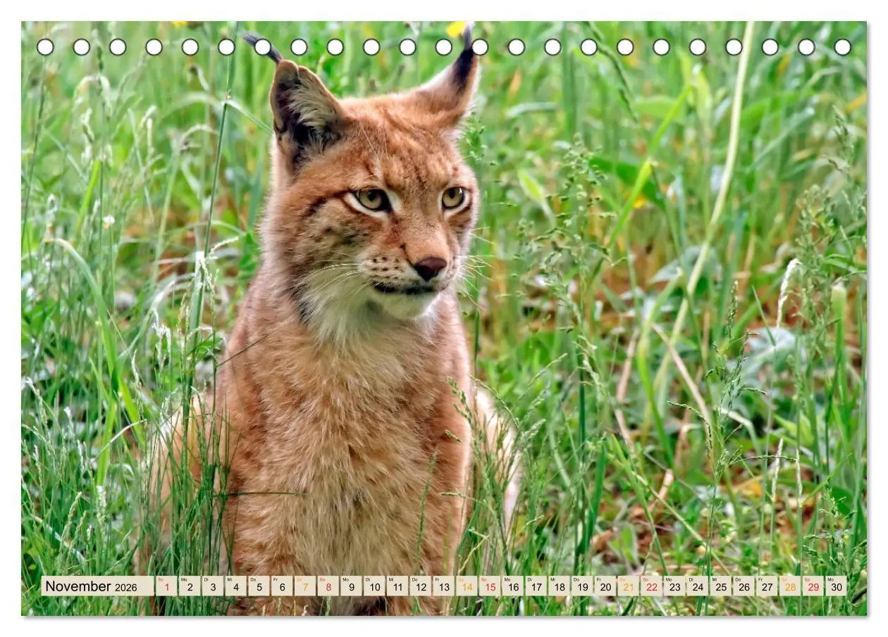 Bild: 9783457685853 | Raubkatze Luchs (Tischkalender 2026 DIN A5 quer), CALVENDO...