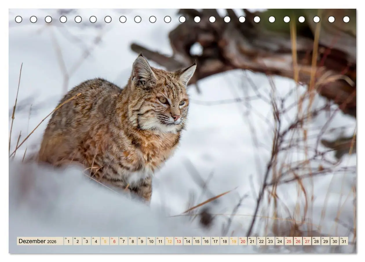 Bild: 9783457685853 | Raubkatze Luchs (Tischkalender 2026 DIN A5 quer), CALVENDO...