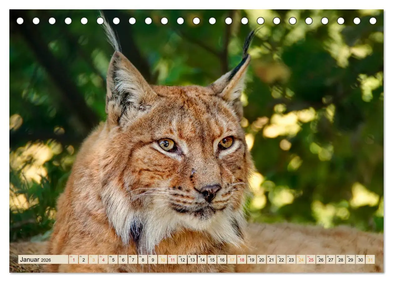 Bild: 9783457685853 | Raubkatze Luchs (Tischkalender 2026 DIN A5 quer), CALVENDO...