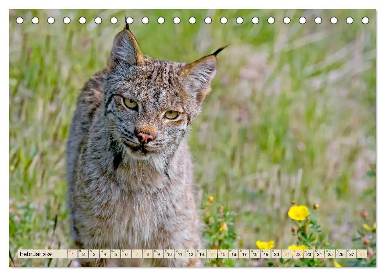 Bild: 9783457685853 | Raubkatze Luchs (Tischkalender 2026 DIN A5 quer), CALVENDO...