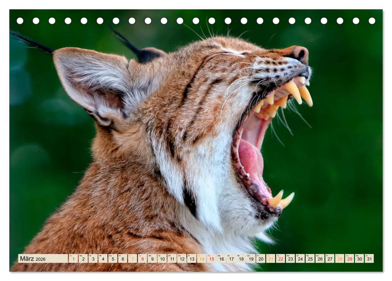 Bild: 9783457685853 | Raubkatze Luchs (Tischkalender 2026 DIN A5 quer), CALVENDO...