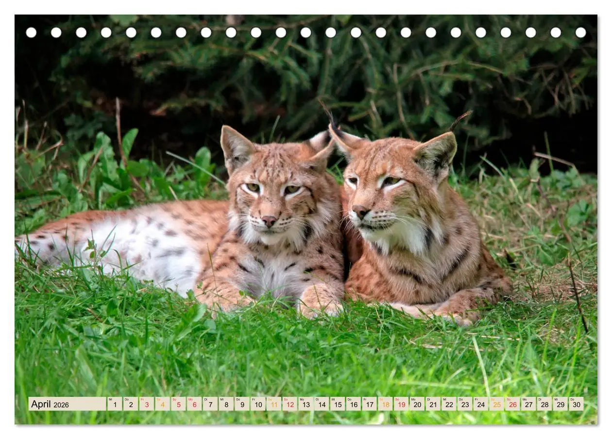 Bild: 9783457685853 | Raubkatze Luchs (Tischkalender 2026 DIN A5 quer), CALVENDO...