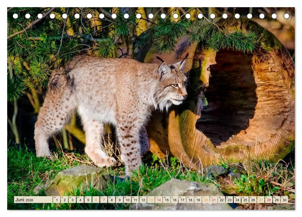 Bild: 9783457685853 | Raubkatze Luchs (Tischkalender 2026 DIN A5 quer), CALVENDO...