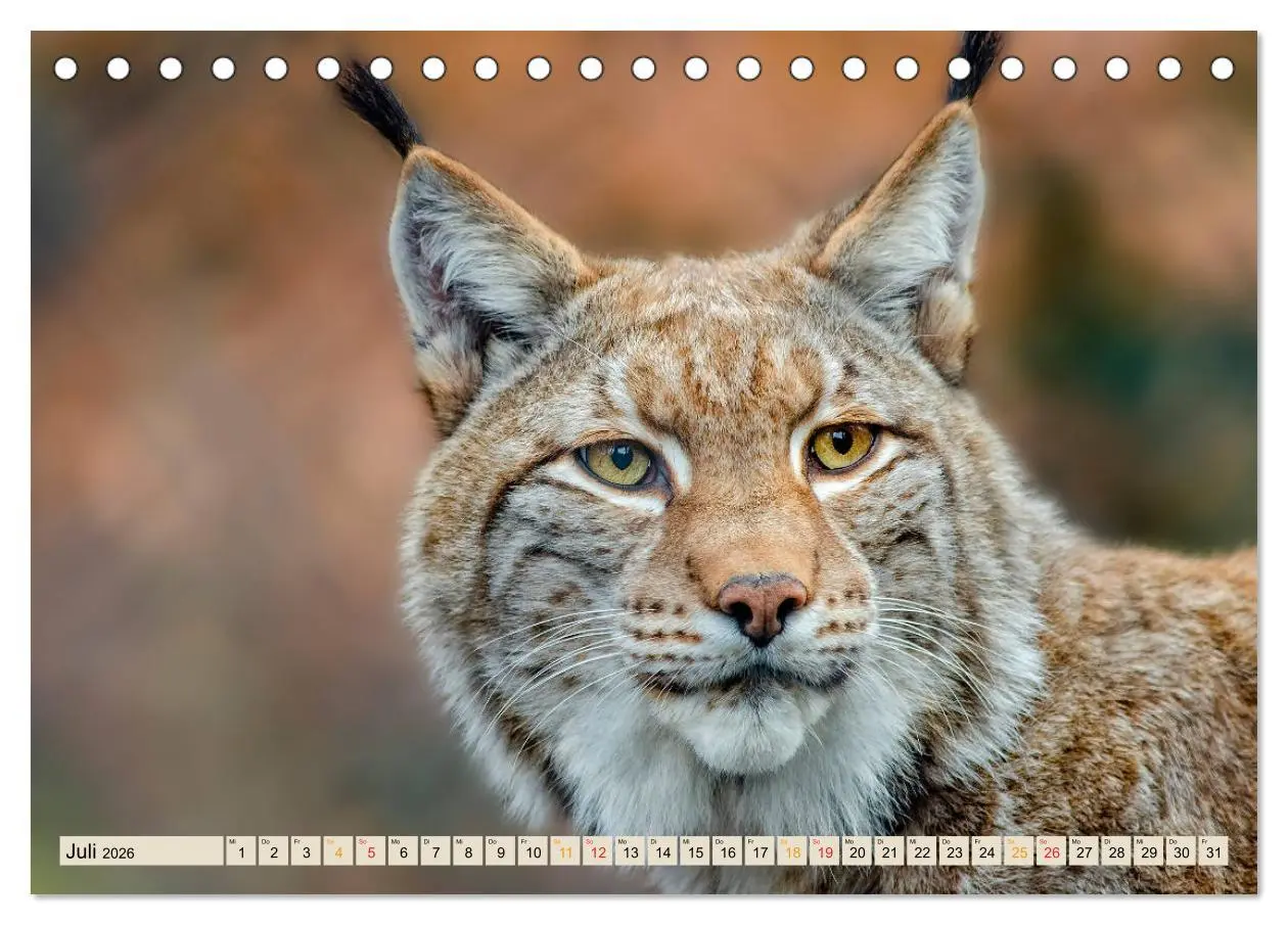 Bild: 9783457685853 | Raubkatze Luchs (Tischkalender 2026 DIN A5 quer), CALVENDO...