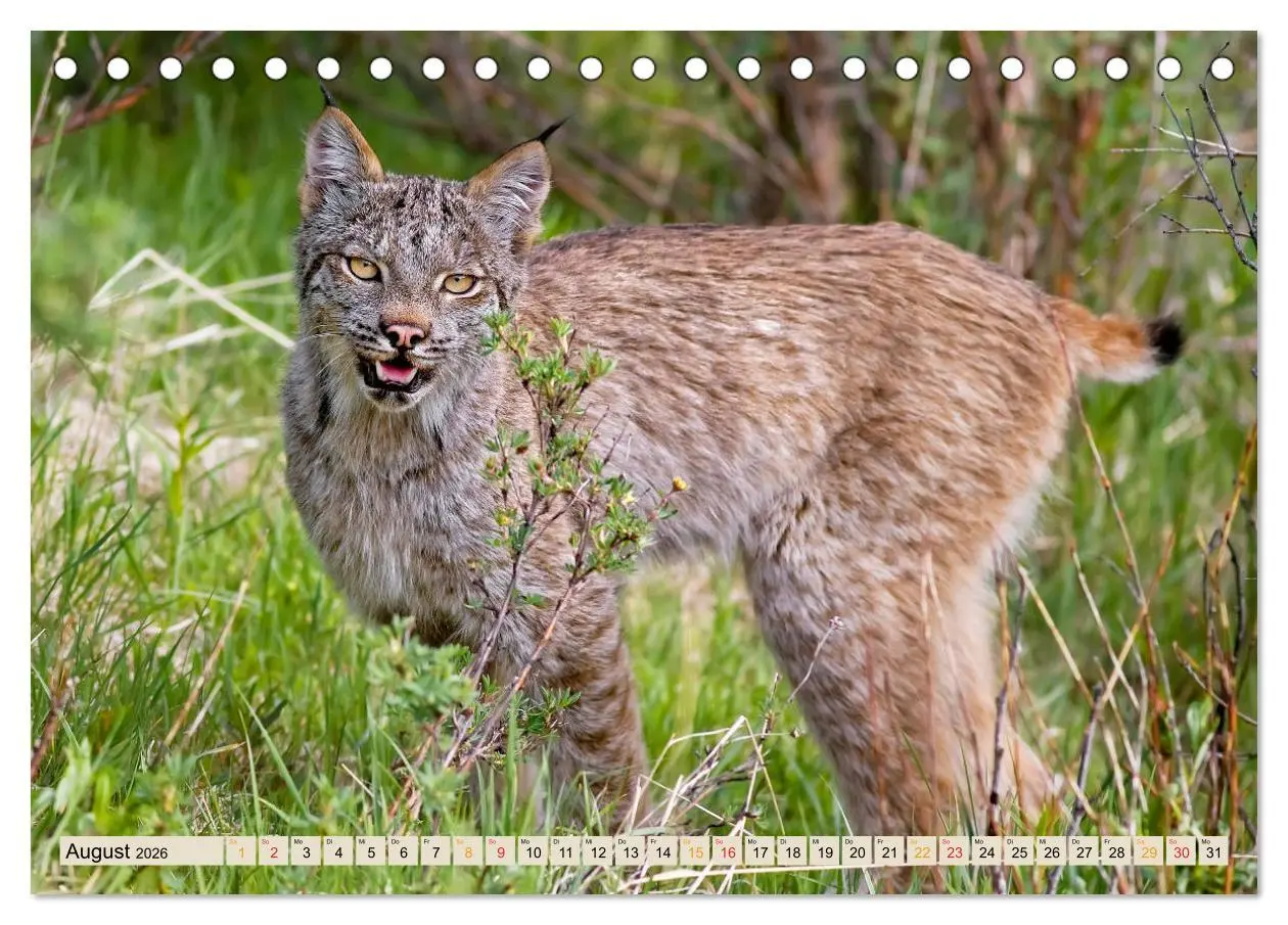 Bild: 9783457685853 | Raubkatze Luchs (Tischkalender 2026 DIN A5 quer), CALVENDO...