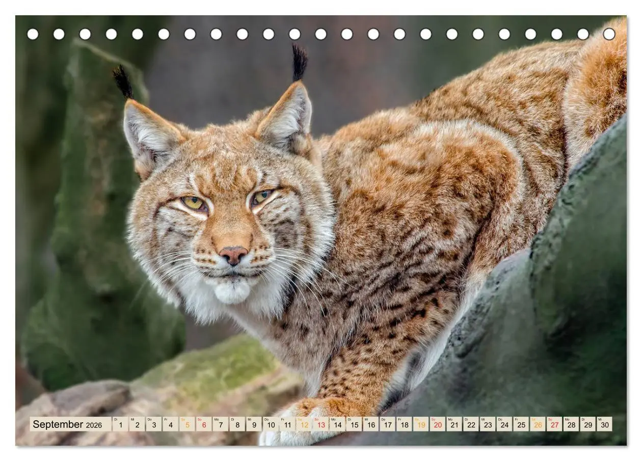 Bild: 9783457685853 | Raubkatze Luchs (Tischkalender 2026 DIN A5 quer), CALVENDO...