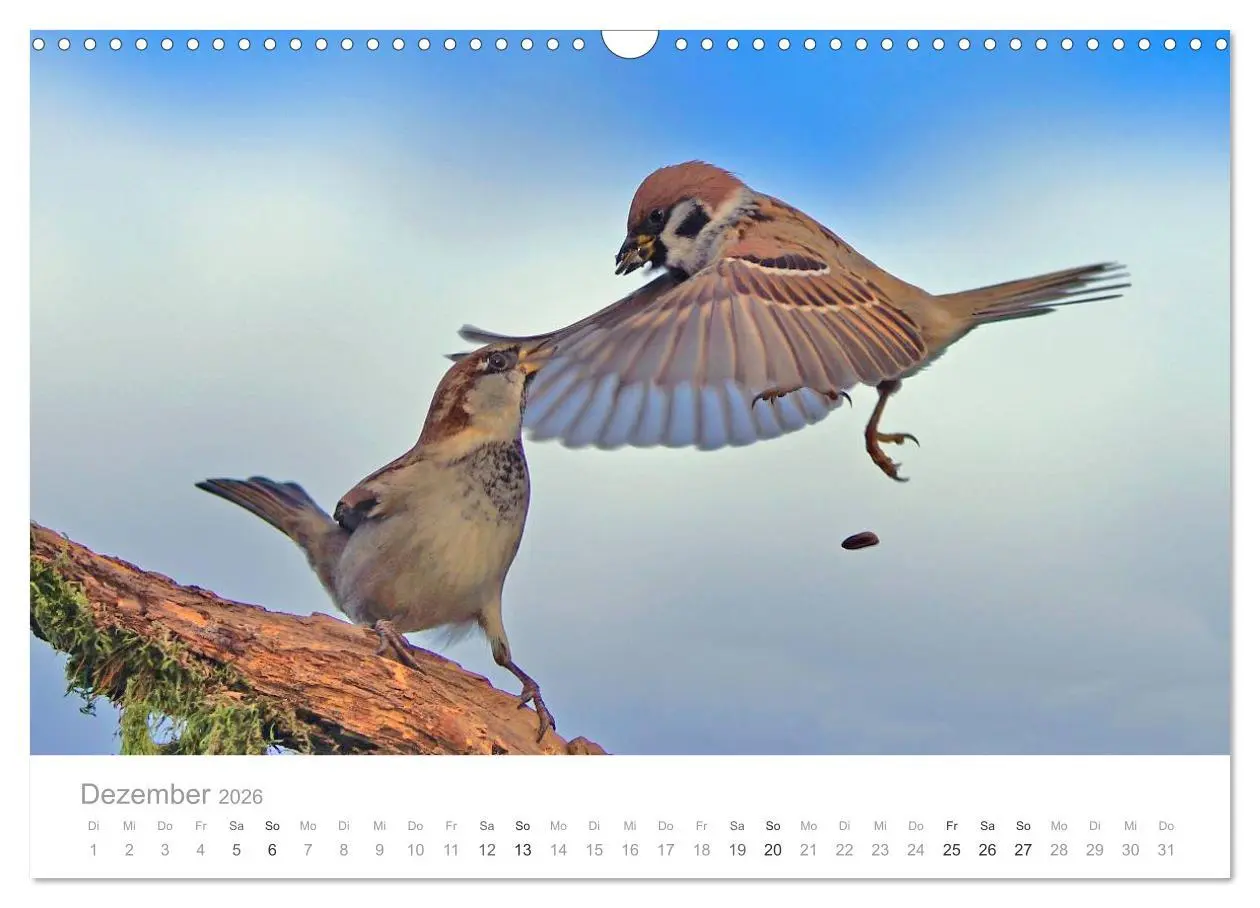Bild: 9783516155853 | Vögel in unseren Gärten 2026 (Wandkalender 2026 DIN A3 quer),...