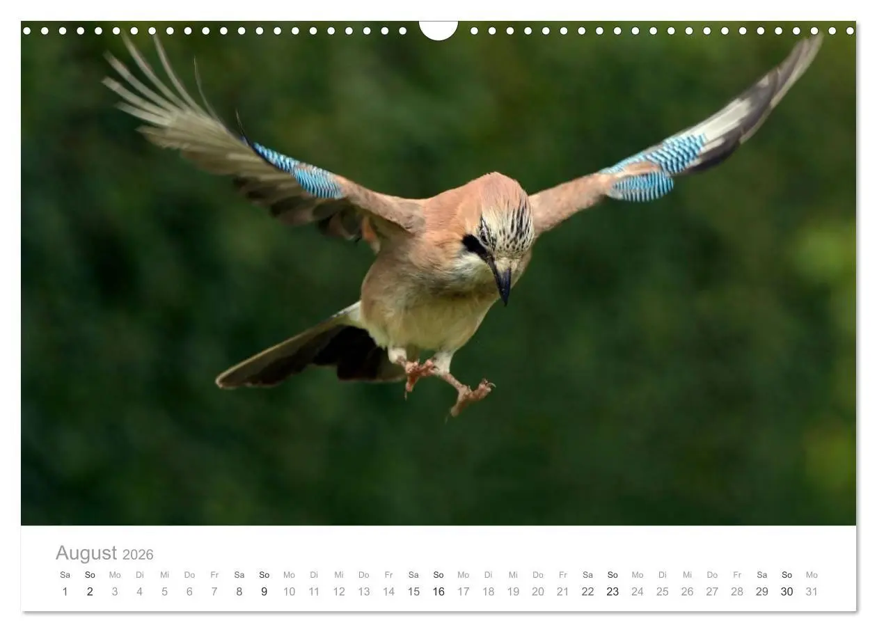 Bild: 9783516155853 | Vögel in unseren Gärten 2026 (Wandkalender 2026 DIN A3 quer),...