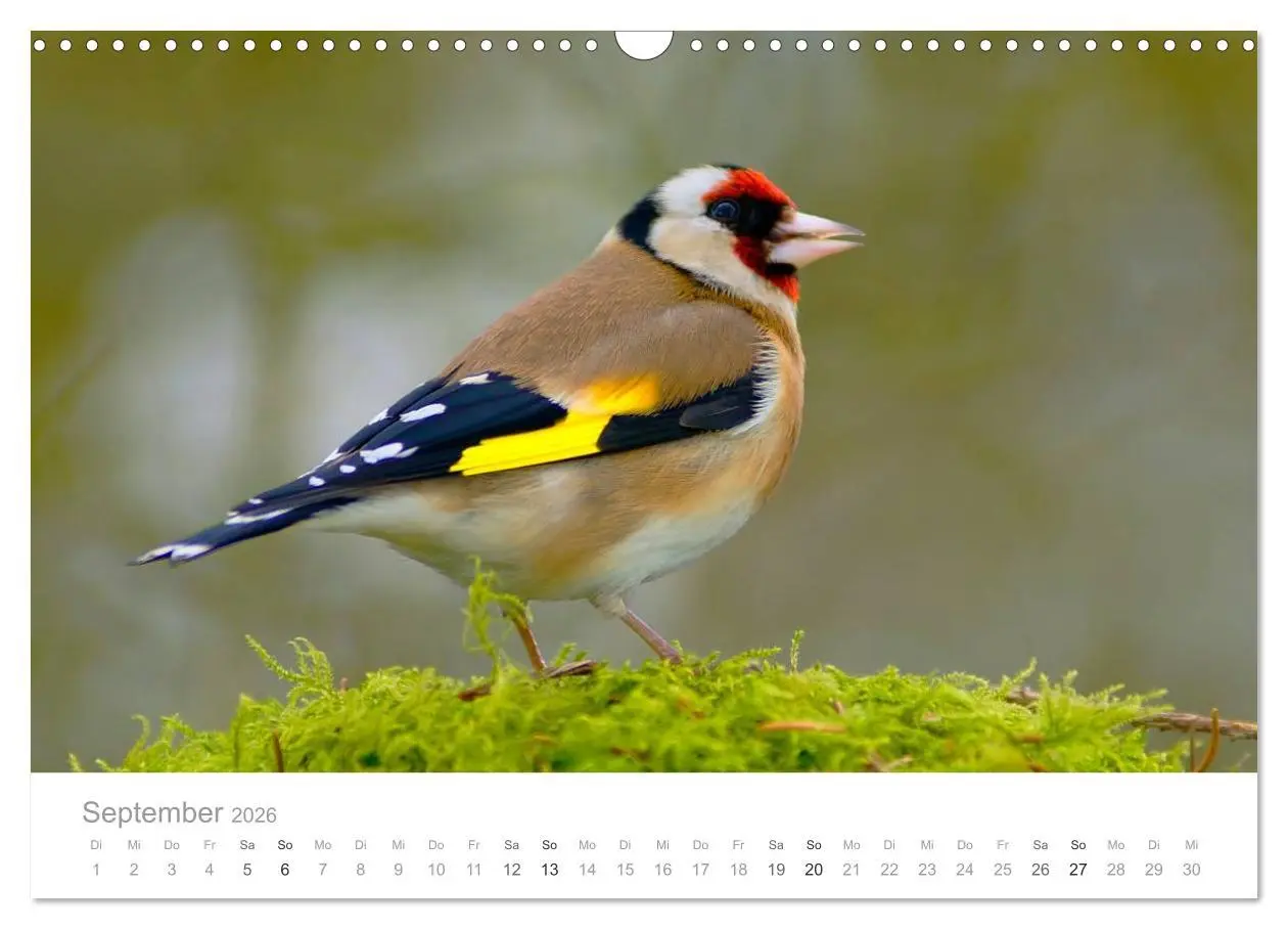 Bild: 9783516155853 | Vögel in unseren Gärten 2026 (Wandkalender 2026 DIN A3 quer),...