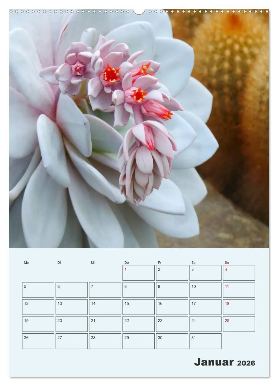 Bild: 9783516395853 | Wehrhafte Sukkulenten (Wandkalender 2026 DIN A2 hoch), CALVENDO...