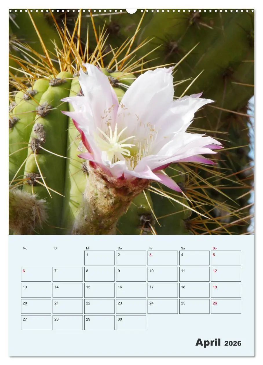 Bild: 9783516395853 | Wehrhafte Sukkulenten (Wandkalender 2026 DIN A2 hoch), CALVENDO...