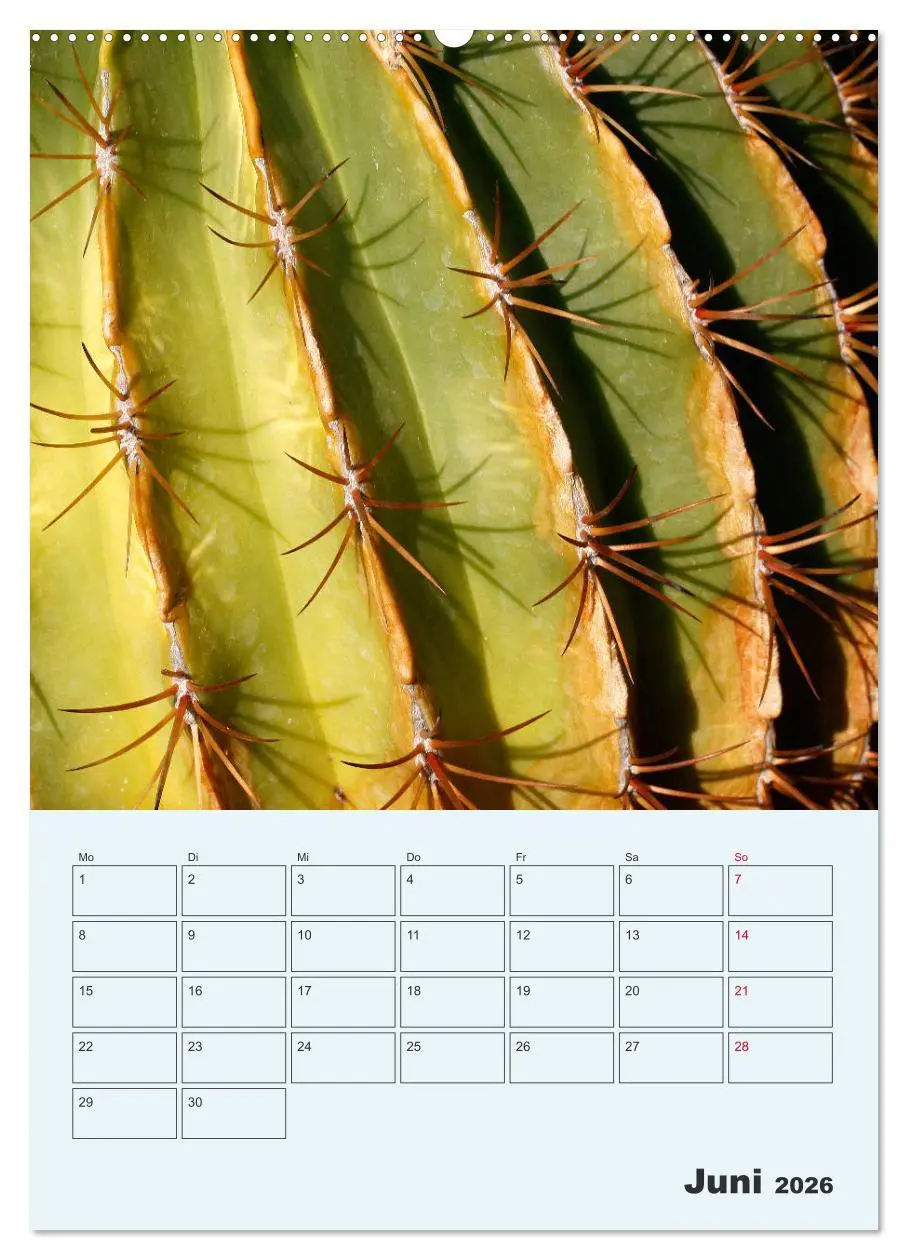 Bild: 9783516395853 | Wehrhafte Sukkulenten (Wandkalender 2026 DIN A2 hoch), CALVENDO...