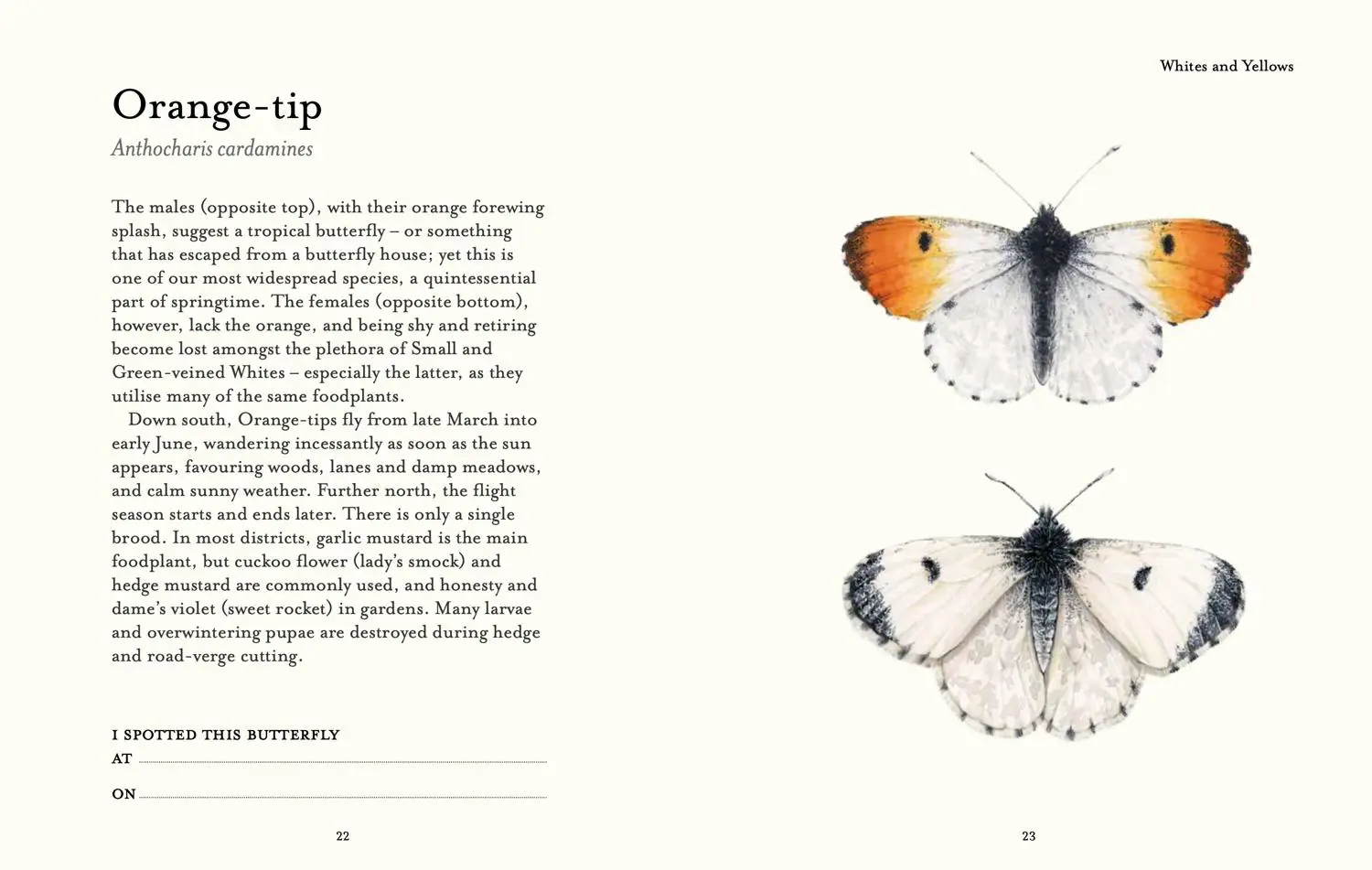 Bild: 9780008715953 | The Butterfly Spotter's Guide | Matthew Oates | Buch | National Trust