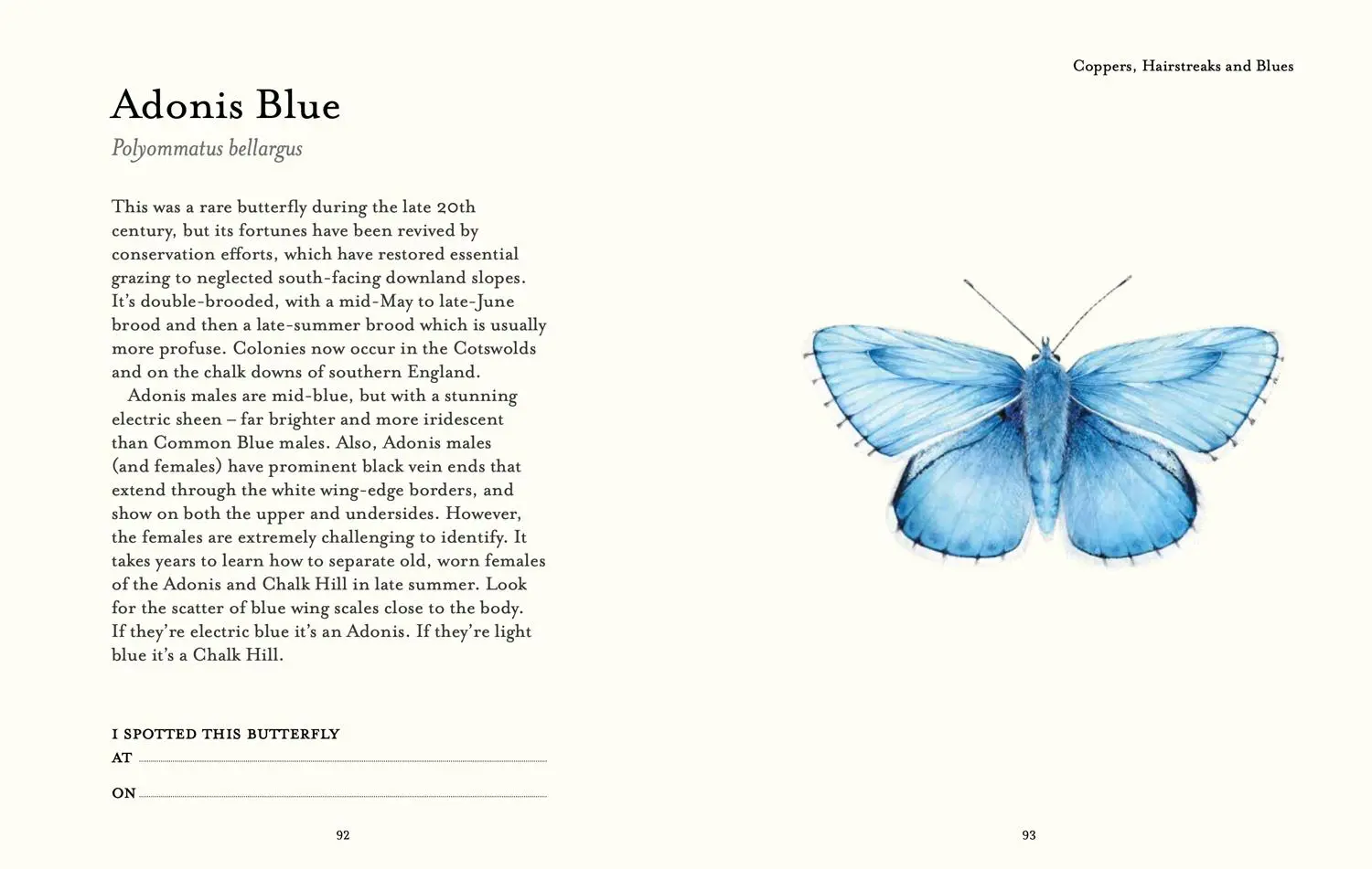 Bild: 9780008715953 | The Butterfly Spotter's Guide | Matthew Oates | Buch | National Trust