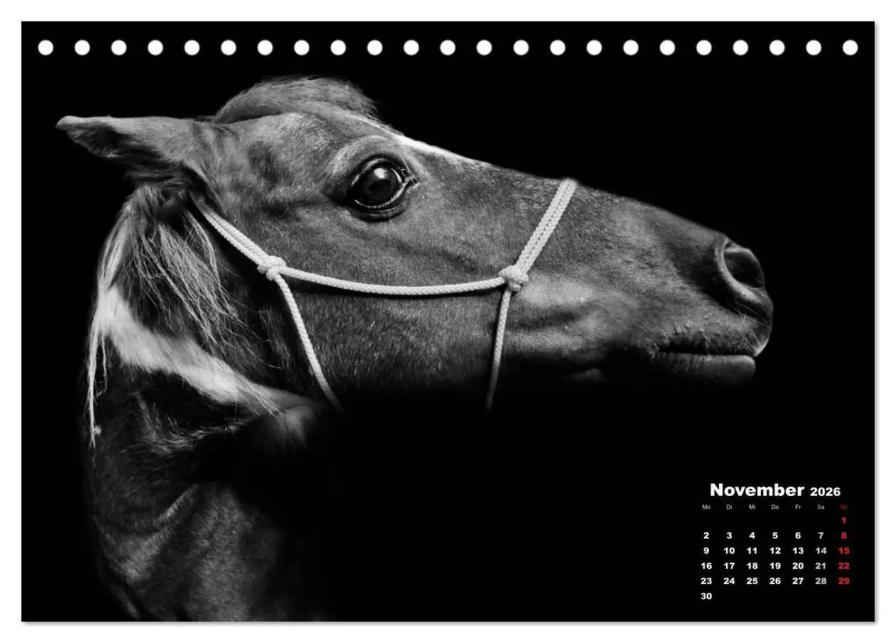 Bild: 9783516075953 | Pferde zwischen Licht und Schatten (Tischkalender 2026 DIN A5...