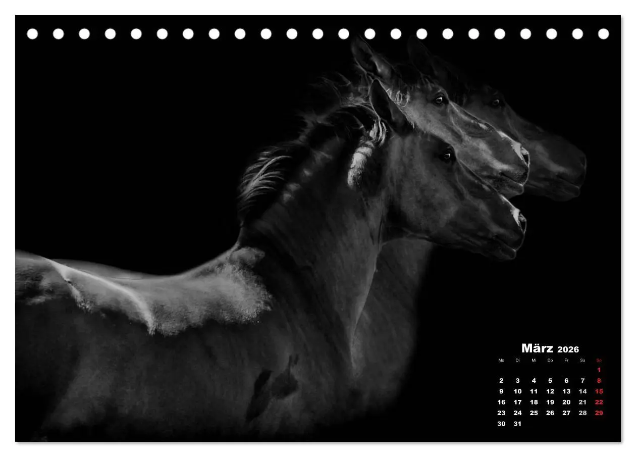 Bild: 9783516075953 | Pferde zwischen Licht und Schatten (Tischkalender 2026 DIN A5...