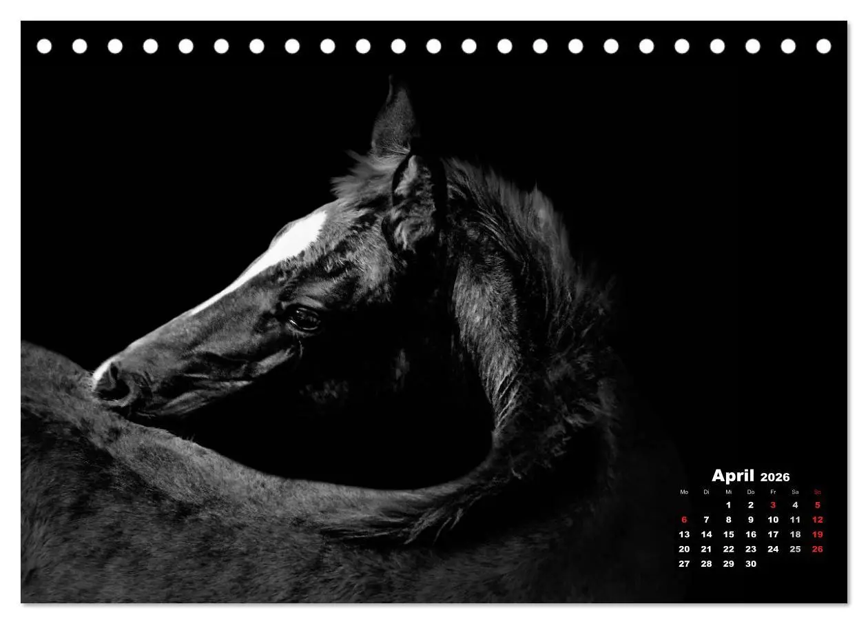 Bild: 9783516075953 | Pferde zwischen Licht und Schatten (Tischkalender 2026 DIN A5...