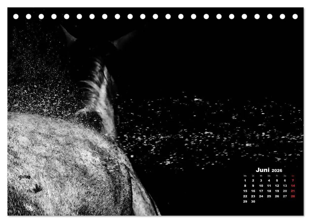 Bild: 9783516075953 | Pferde zwischen Licht und Schatten (Tischkalender 2026 DIN A5...