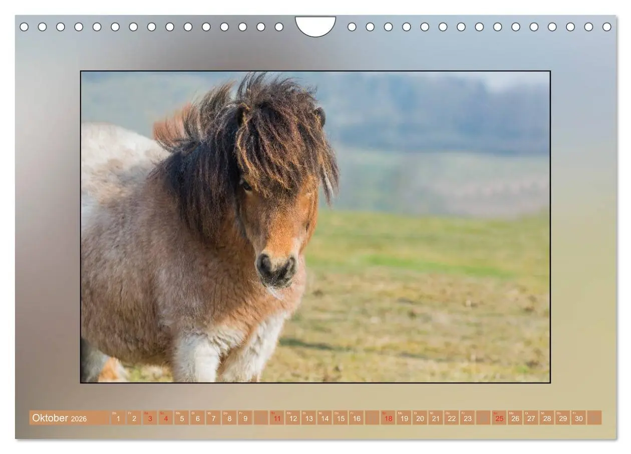 Bild: 9783516026153 | Pferde Vom Minishetty bis zum Kaltblut (Wandkalender 2026 DIN A4...