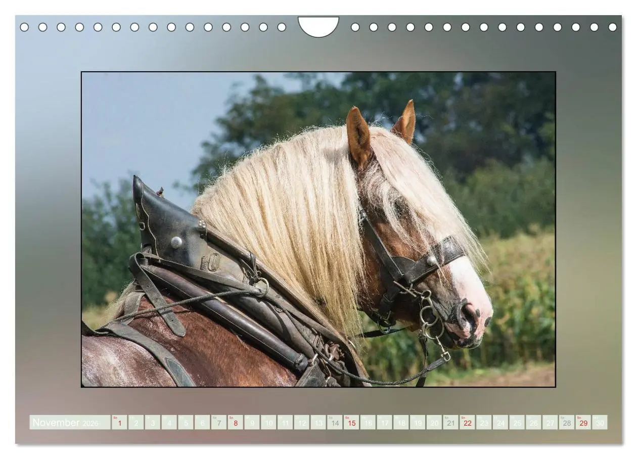 Bild: 9783516026153 | Pferde Vom Minishetty bis zum Kaltblut (Wandkalender 2026 DIN A4...