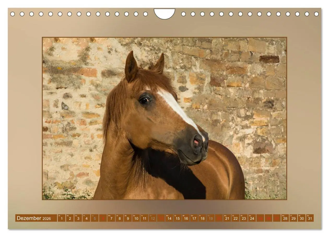 Bild: 9783516026153 | Pferde Vom Minishetty bis zum Kaltblut (Wandkalender 2026 DIN A4...