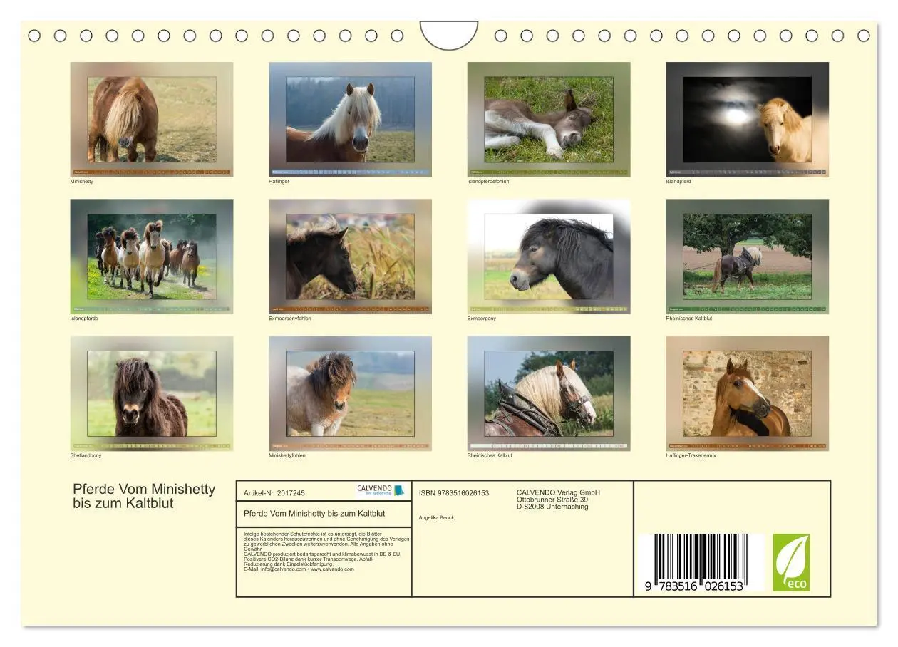 Bild: 9783516026153 | Pferde Vom Minishetty bis zum Kaltblut (Wandkalender 2026 DIN A4...