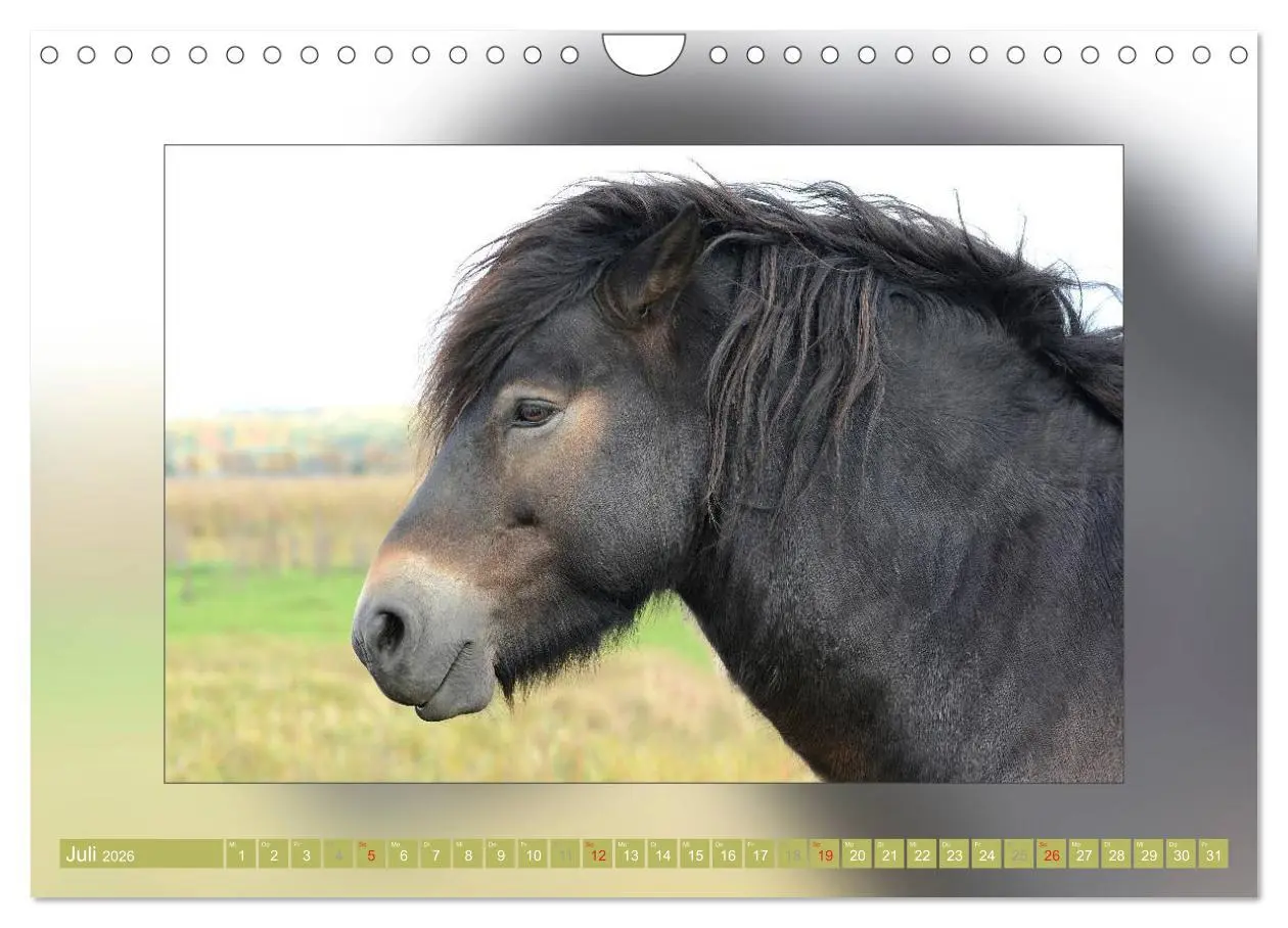 Bild: 9783516026153 | Pferde Vom Minishetty bis zum Kaltblut (Wandkalender 2026 DIN A4...