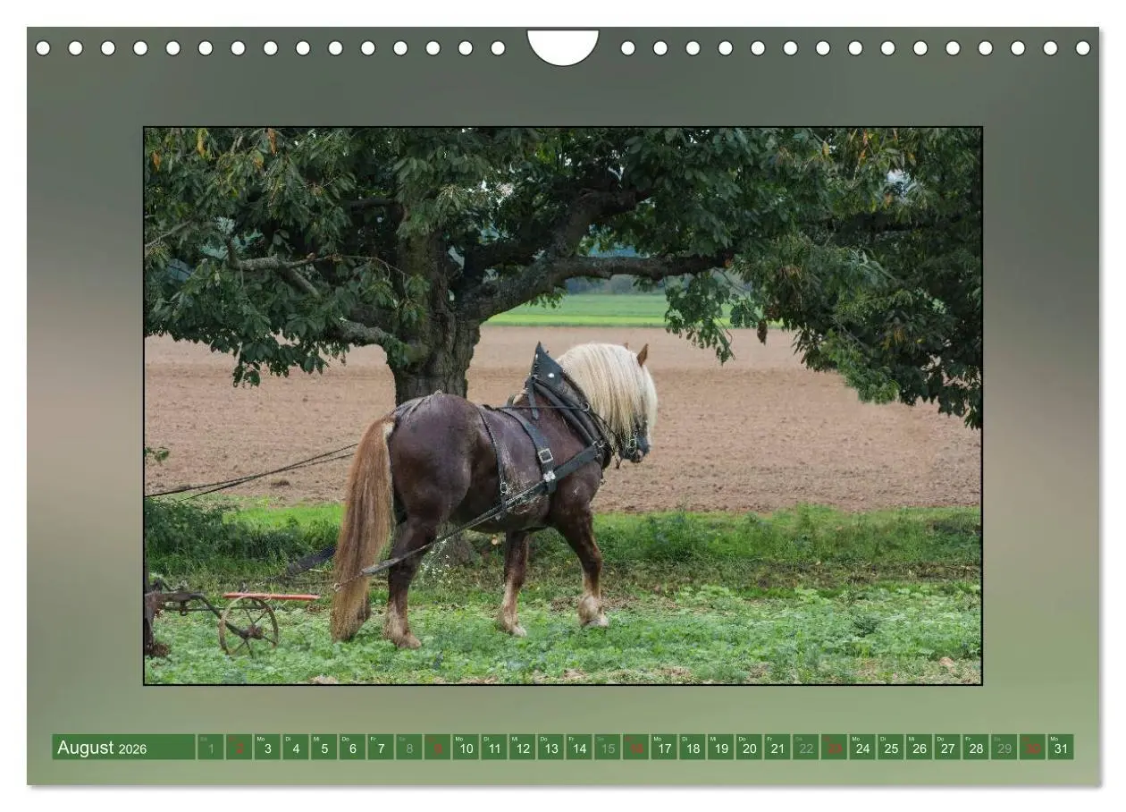 Bild: 9783516026153 | Pferde Vom Minishetty bis zum Kaltblut (Wandkalender 2026 DIN A4...