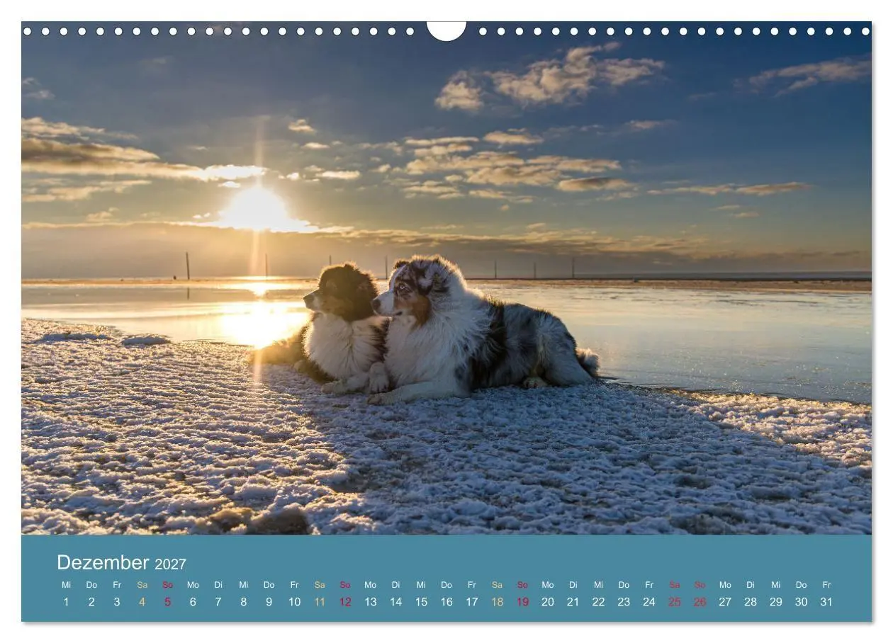 Bild: 9783594176153 | Mit Aussies unterwegs - Die bunte Welt der Australian Shepherds...