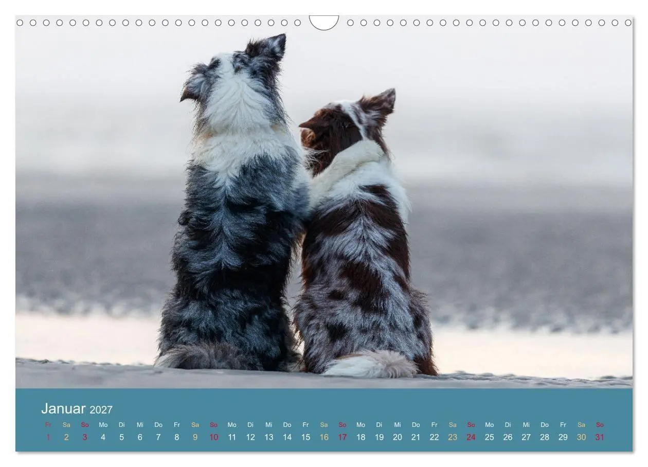 Bild: 9783594176153 | Mit Aussies unterwegs - Die bunte Welt der Australian Shepherds...