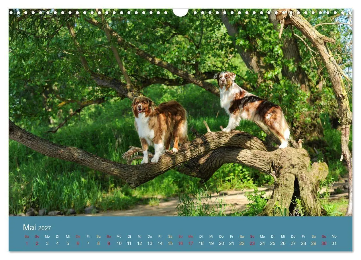 Bild: 9783594176153 | Mit Aussies unterwegs - Die bunte Welt der Australian Shepherds...