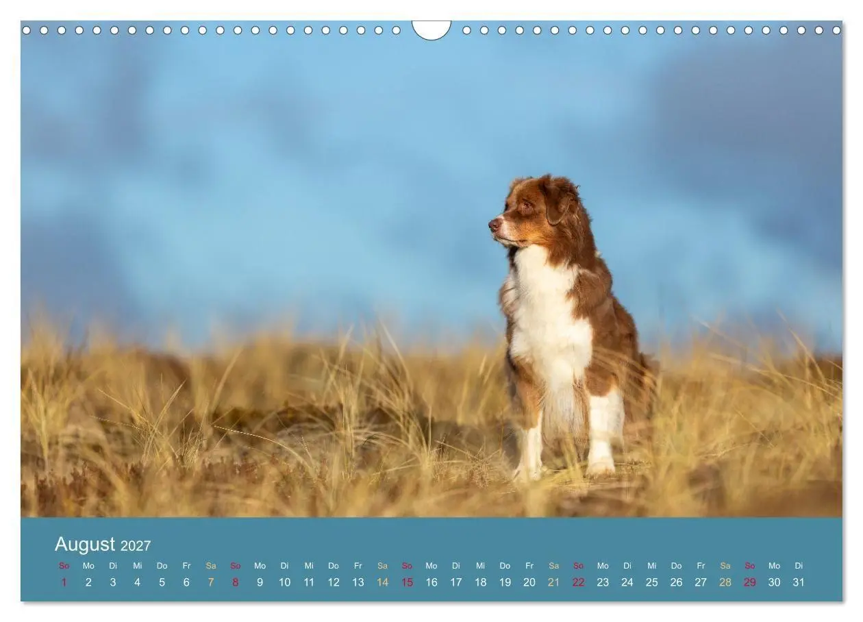 Bild: 9783594176153 | Mit Aussies unterwegs - Die bunte Welt der Australian Shepherds...