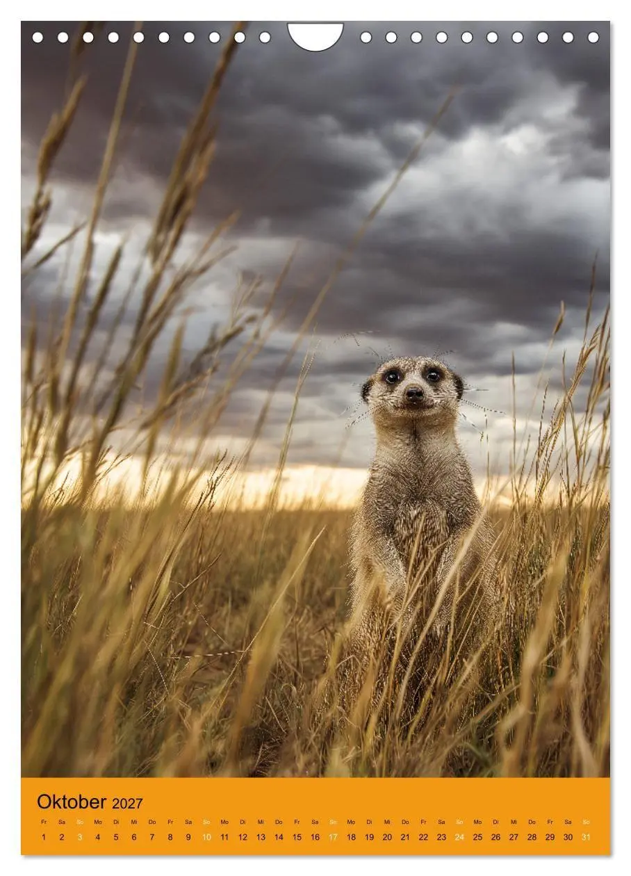 Bild: 9783516866353 | Die Erdmännchen Familie - Kalender der niedlichen Tiere...
