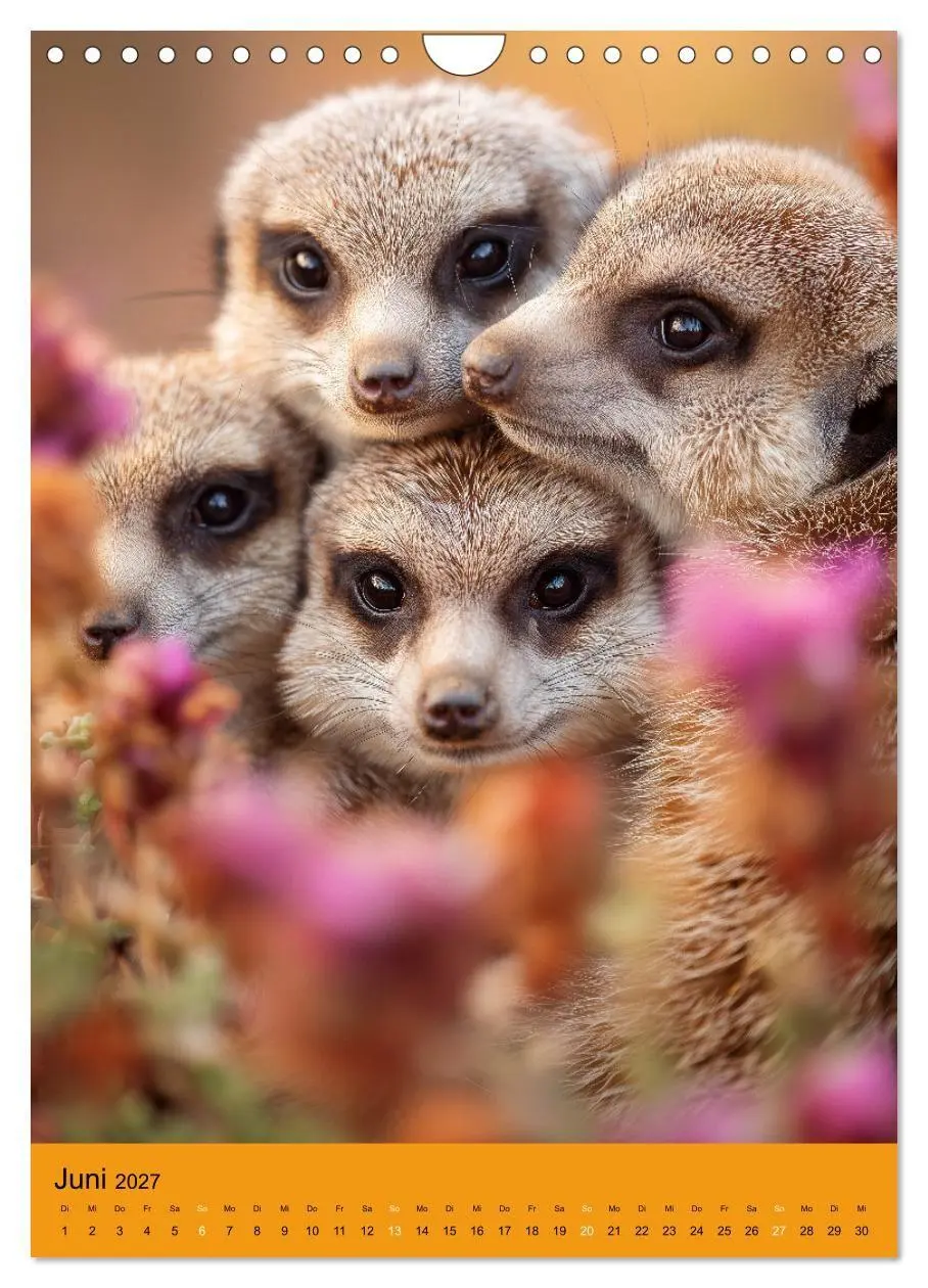 Bild: 9783516866353 | Die Erdmännchen Familie - Kalender der niedlichen Tiere...