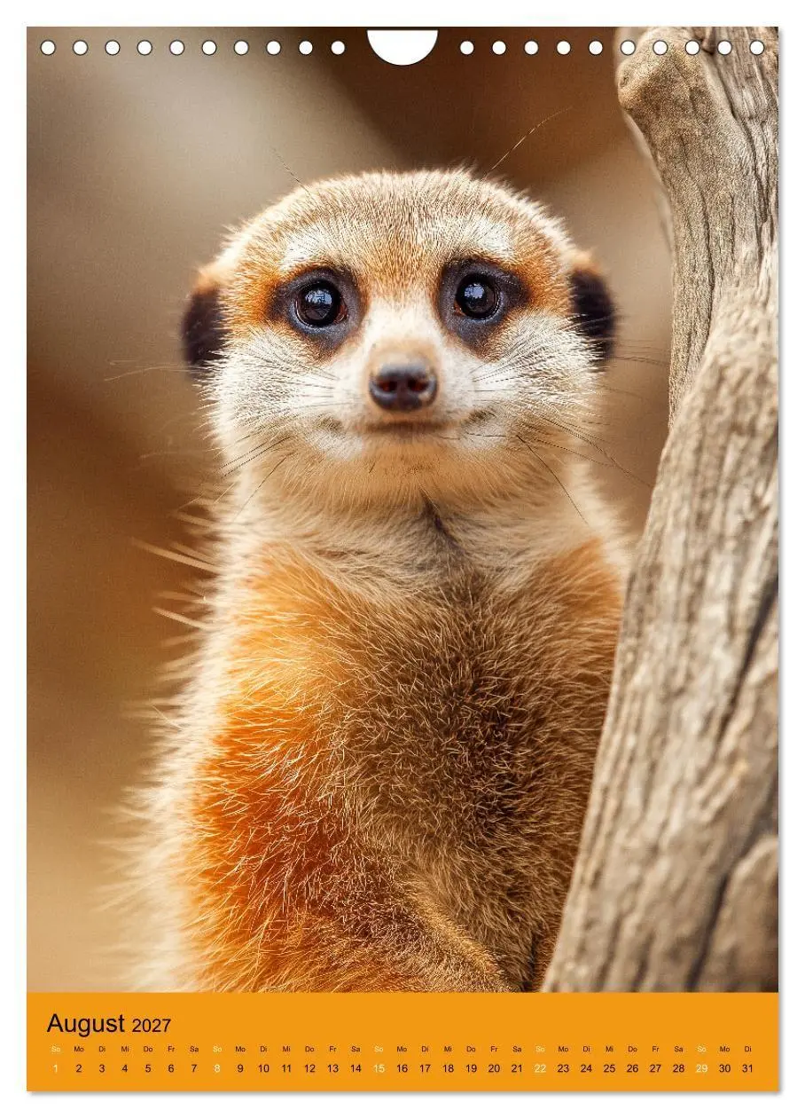 Bild: 9783516866353 | Die Erdmännchen Familie - Kalender der niedlichen Tiere...