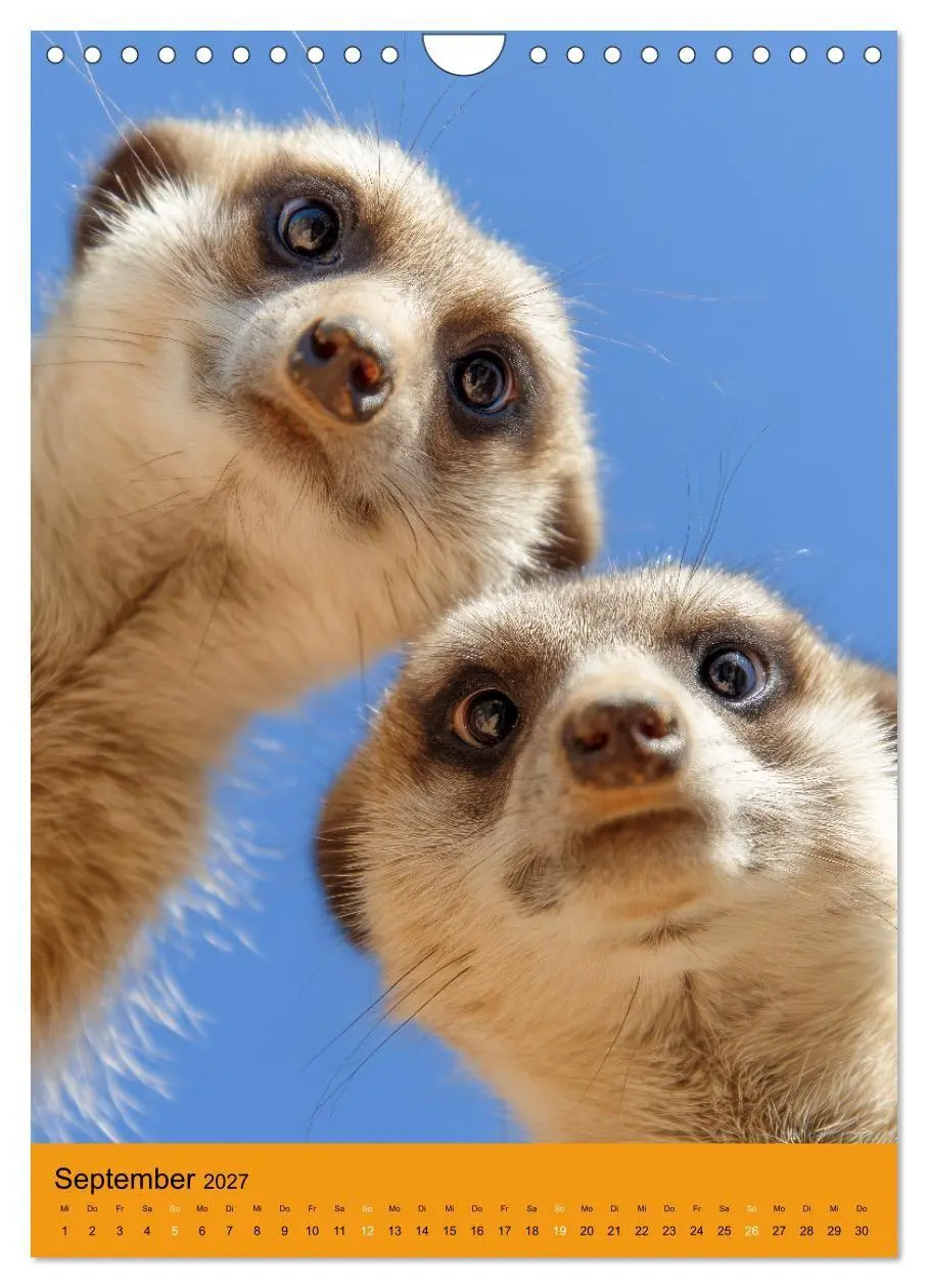 Bild: 9783516866353 | Die Erdmännchen Familie - Kalender der niedlichen Tiere...