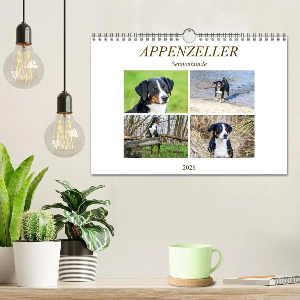 Bild: 9783457836453 | Appenzeller Sennenhunde (Wandkalender 2026 DIN A4 quer), CALVENDO...