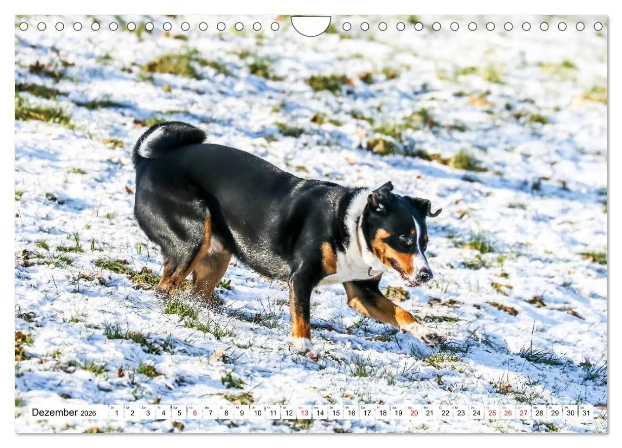 Bild: 9783457836453 | Appenzeller Sennenhunde (Wandkalender 2026 DIN A4 quer), CALVENDO...