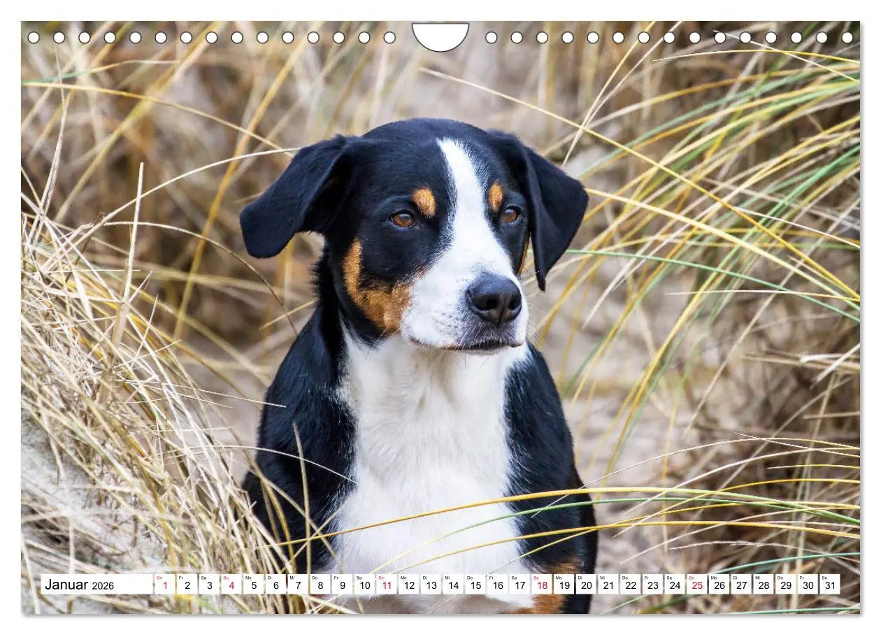 Bild: 9783457836453 | Appenzeller Sennenhunde (Wandkalender 2026 DIN A4 quer), CALVENDO...